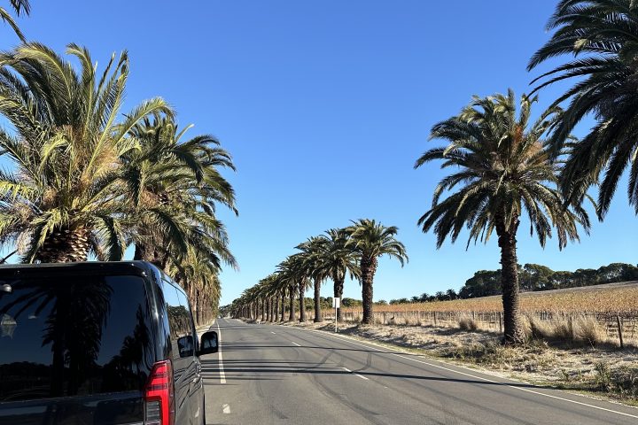 Black van parked on a palm tree-lined road under a clear blue sky.