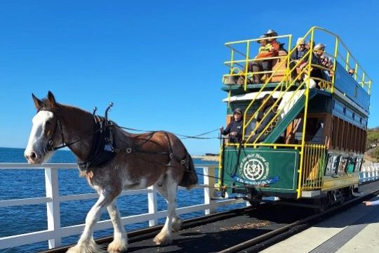 Horse pulling a green tram on tracks by the ocean under a clear blue sky.