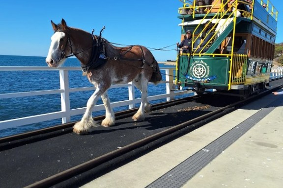 Horse pulling a green tram on tracks by the ocean under a clear blue sky.