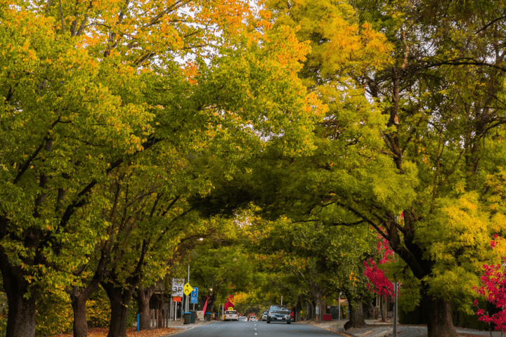 a tree lined street