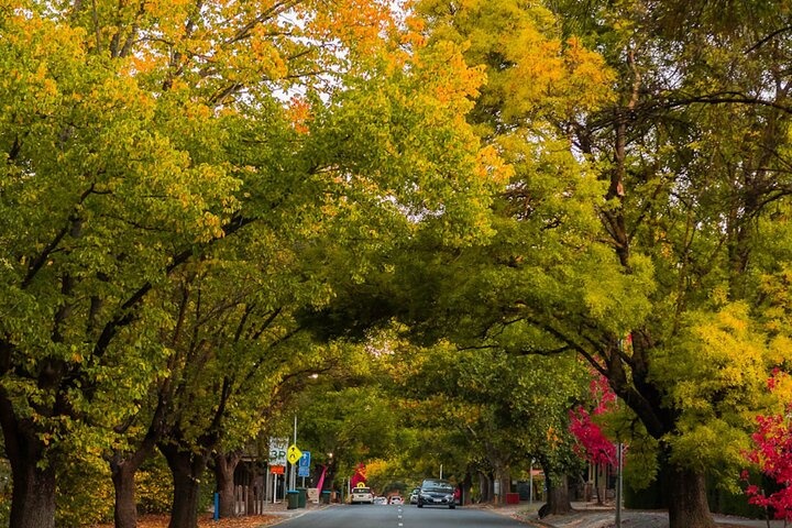 a tree lined street