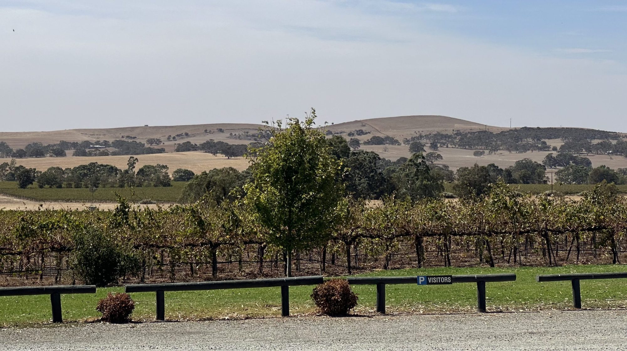 A vineyard with hills in the background under a blue sky.
