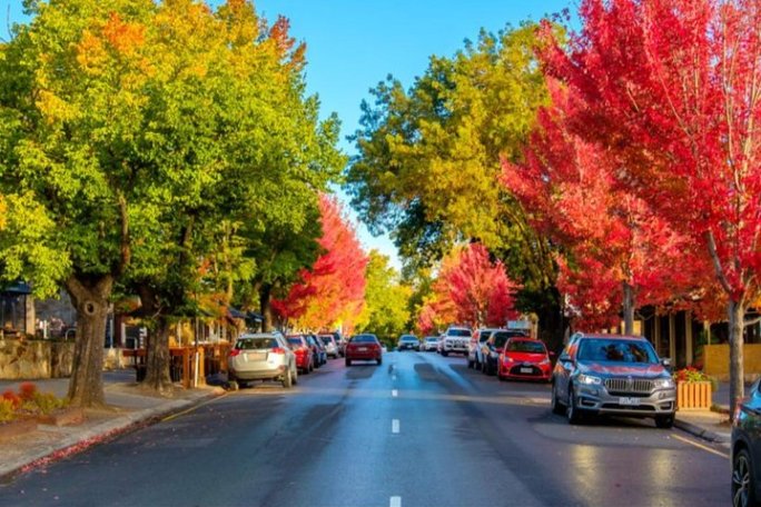 Street with parked cars, lined with green and red autumnal trees.