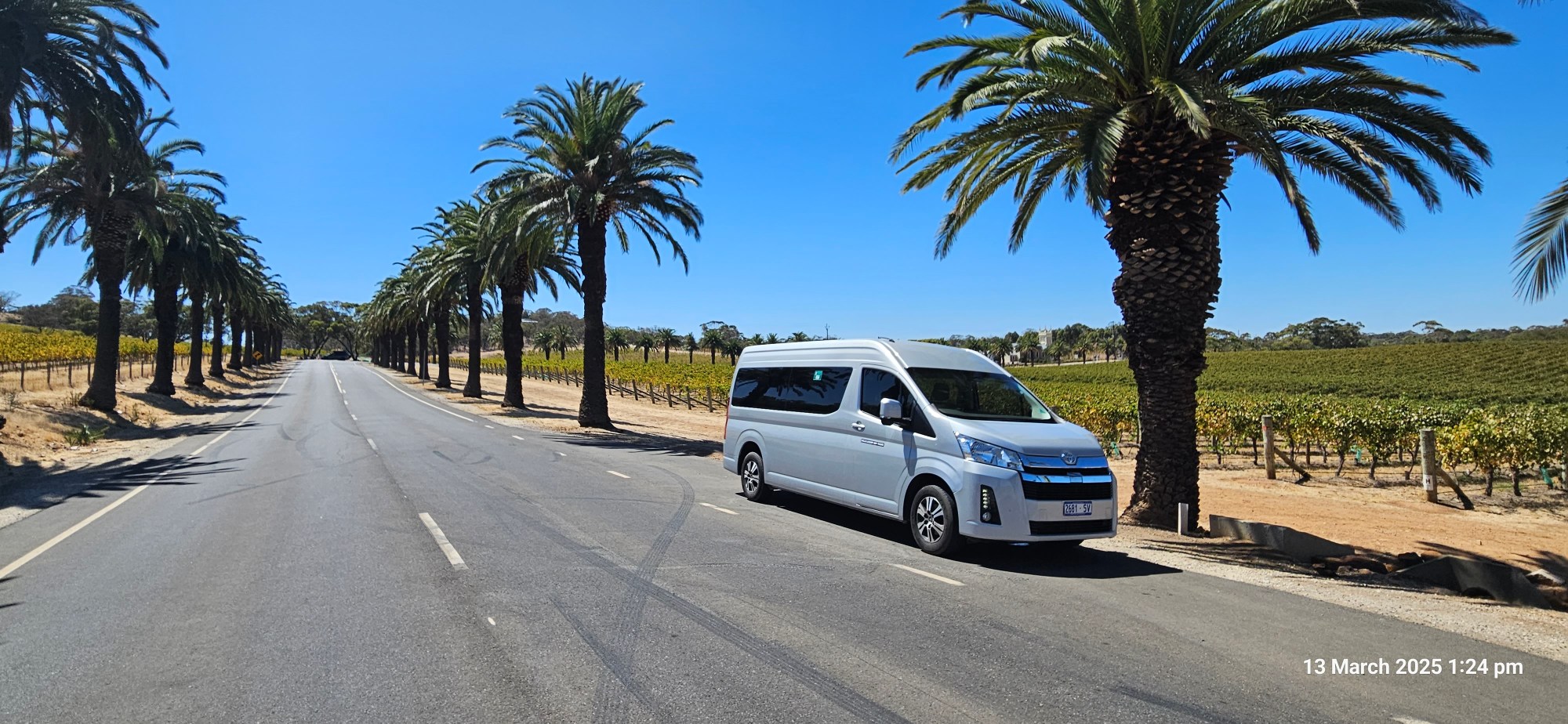 White van parked under palm trees on a sunny road with vineyards.