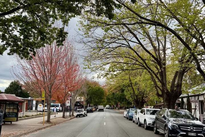 Tree-lined street with parked cars and overcast sky.
