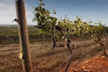 a herd of cattle standing on top of a dry grass field