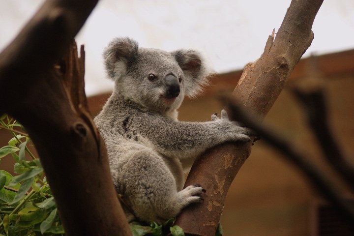 a close up of a koala