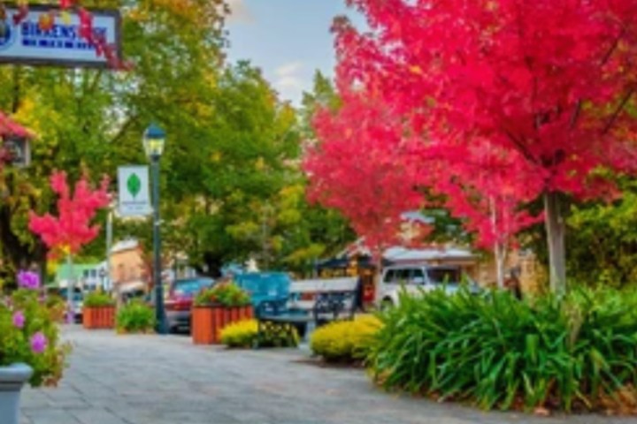 a close up of a flower garden
