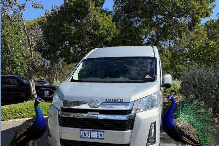 Two peacocks stand in front of a parked white van in a leafy parking lot.