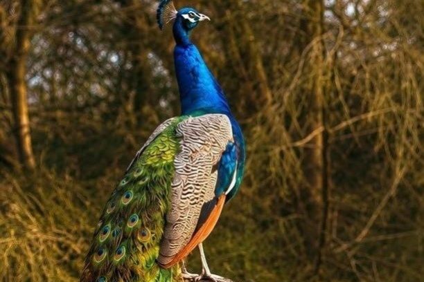 A peacock stands on a tree stump in a forested area.