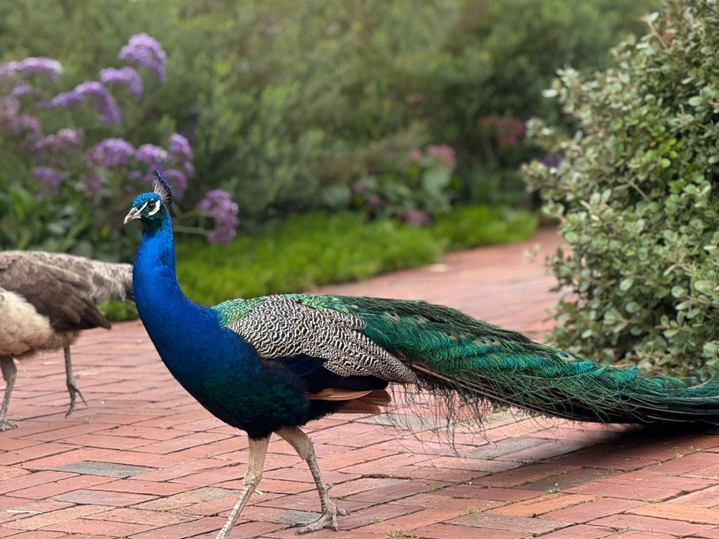 Peacock with vibrant feathers walking on a brick path in a garden.