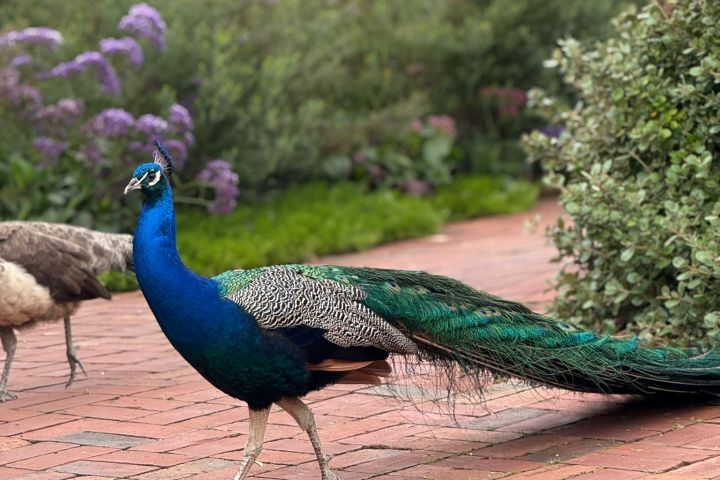 Peacock with vibrant feathers walking on a brick path in a garden.