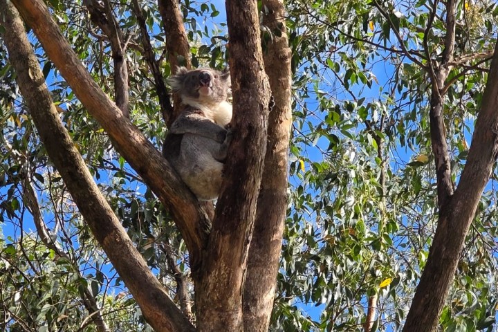 Koala perched in a eucalyptus tree against a blue sky.