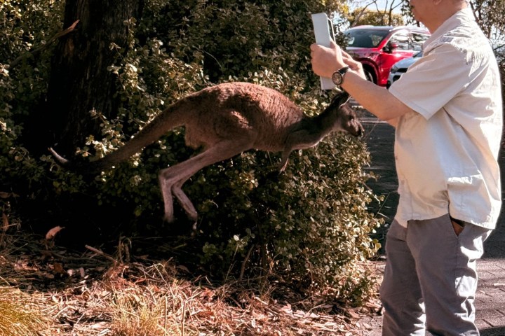 Man photographing kangaroo by a tree in a park