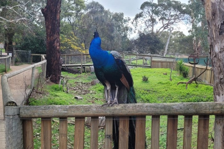 Peacock perched on a wooden fence in a park with trees and greenery.